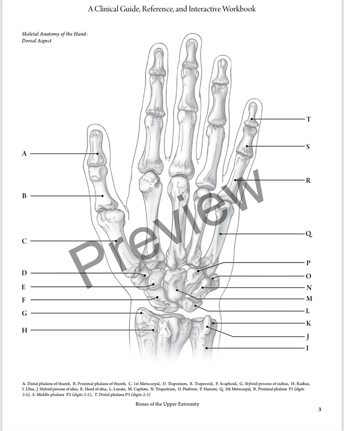 BEST VALUE: Everyday Anatomy! 0.9 CEUs are included! $244.00 Venmo only-