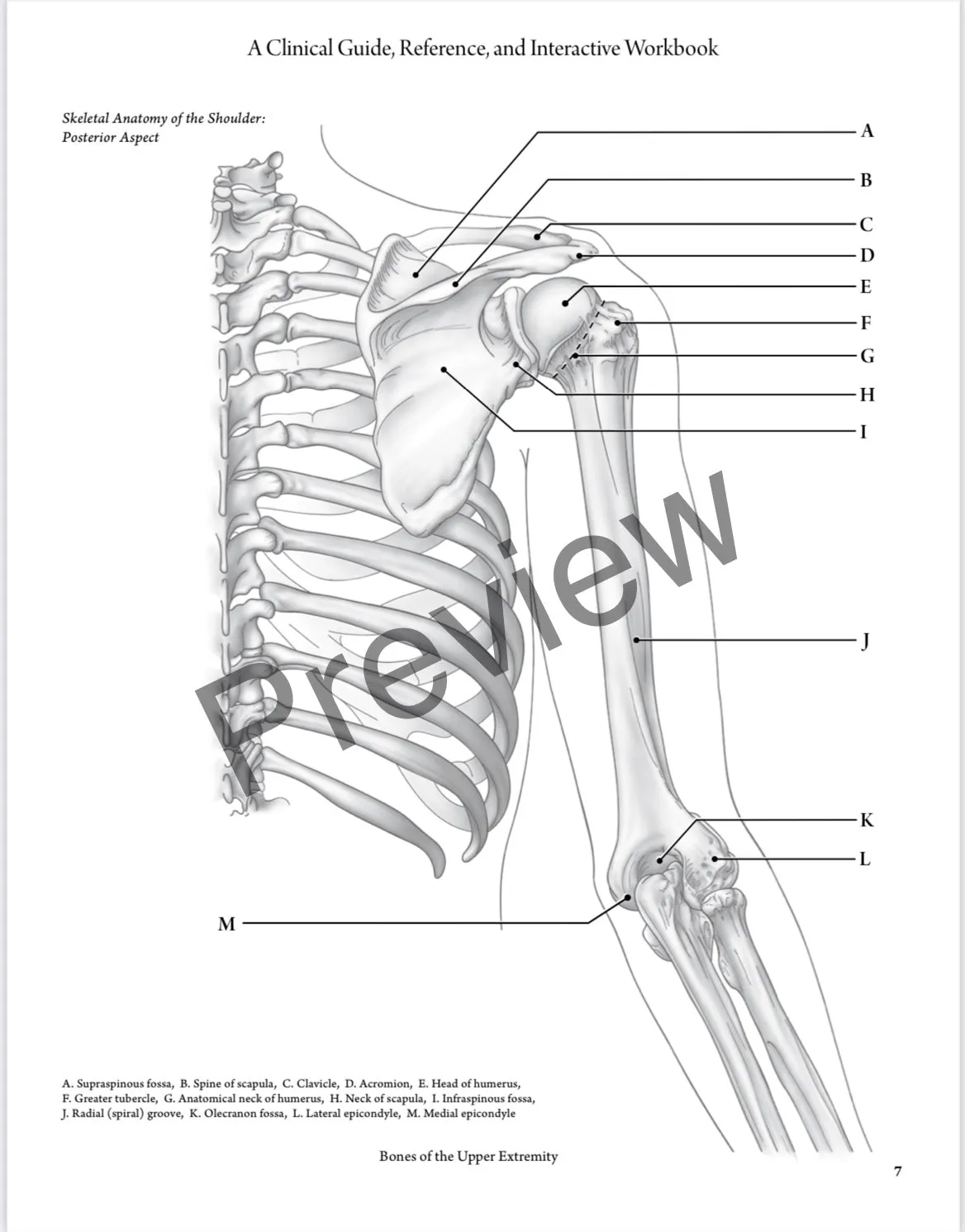 BEST VALUE: Everyday Anatomy! 0.9 CEUs are included! $244.00 Venmo only-