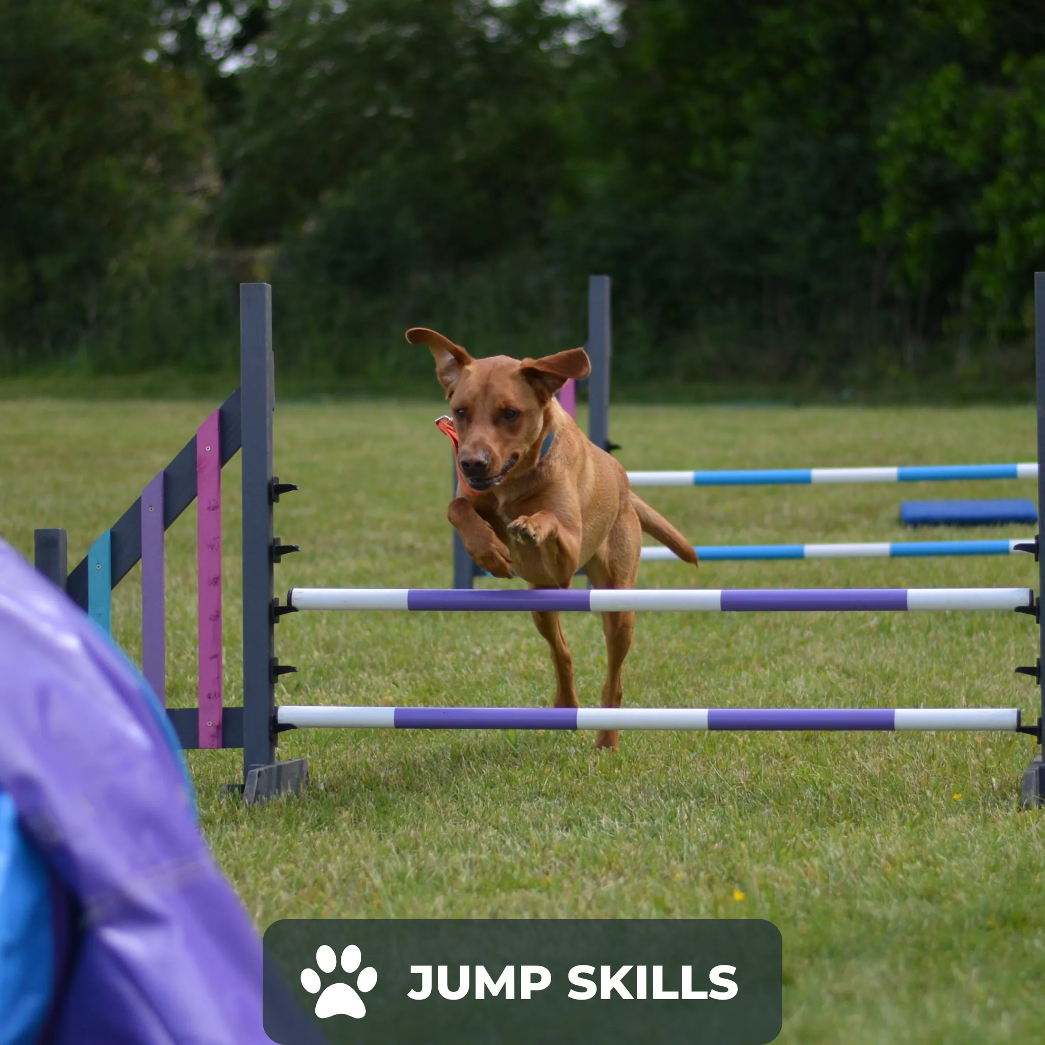 Dog Agility Foundations Course