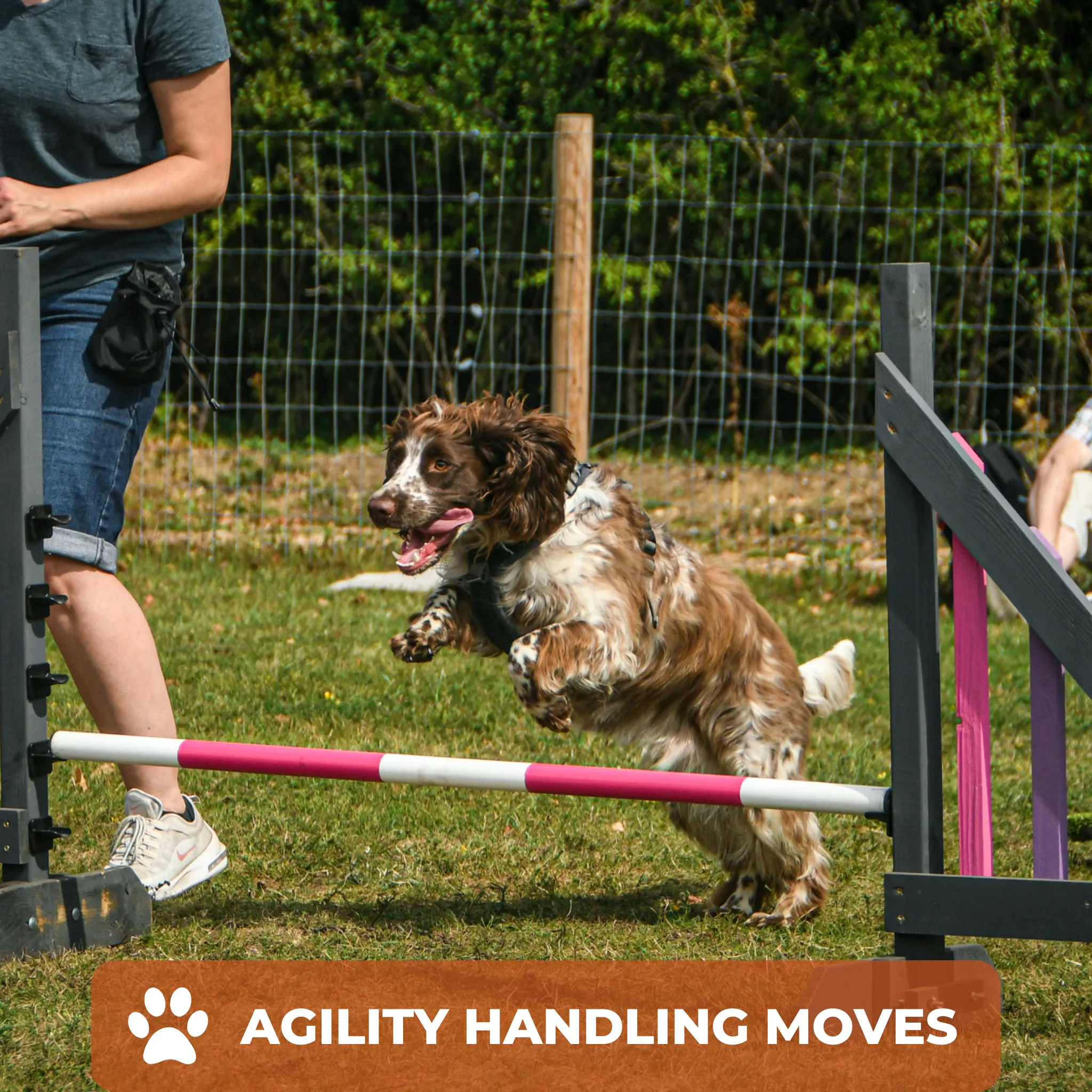 Dog Agility Foundations Course