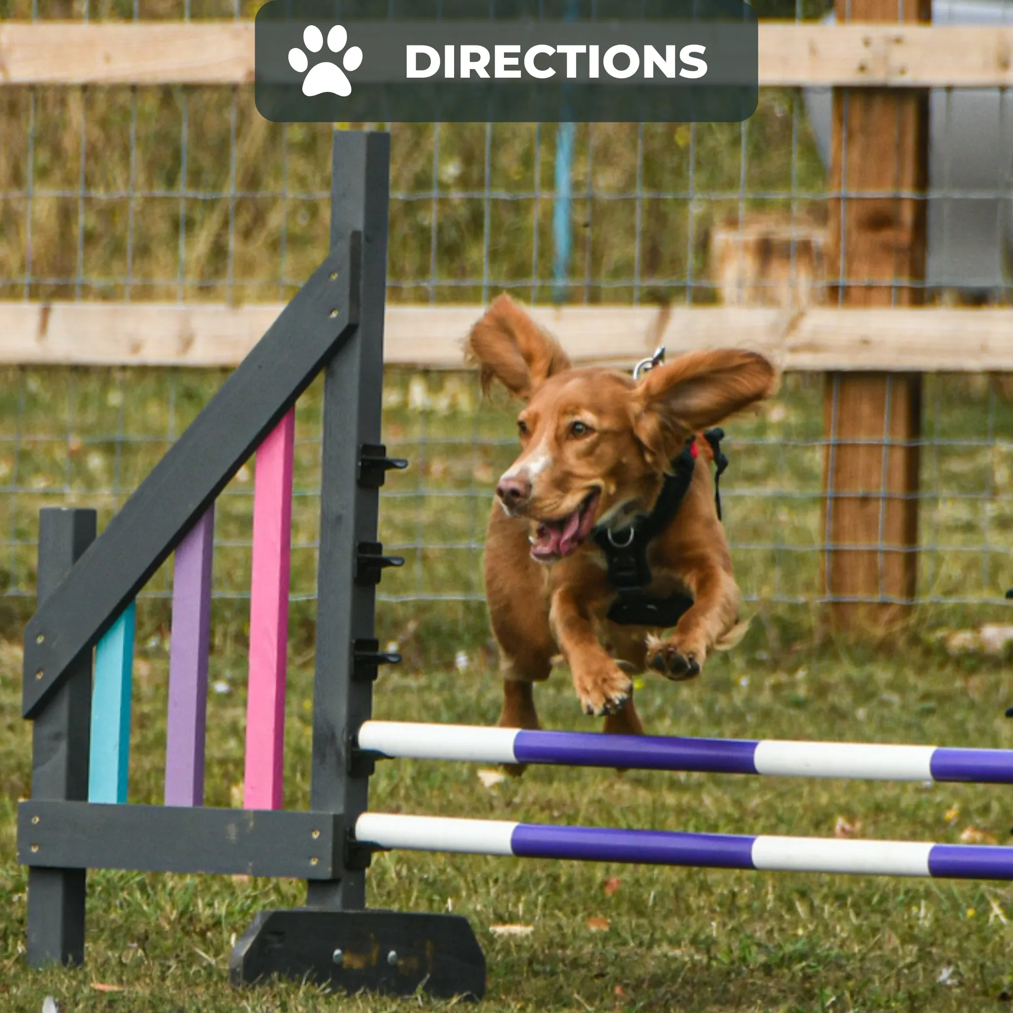 Dog Agility Foundations Course