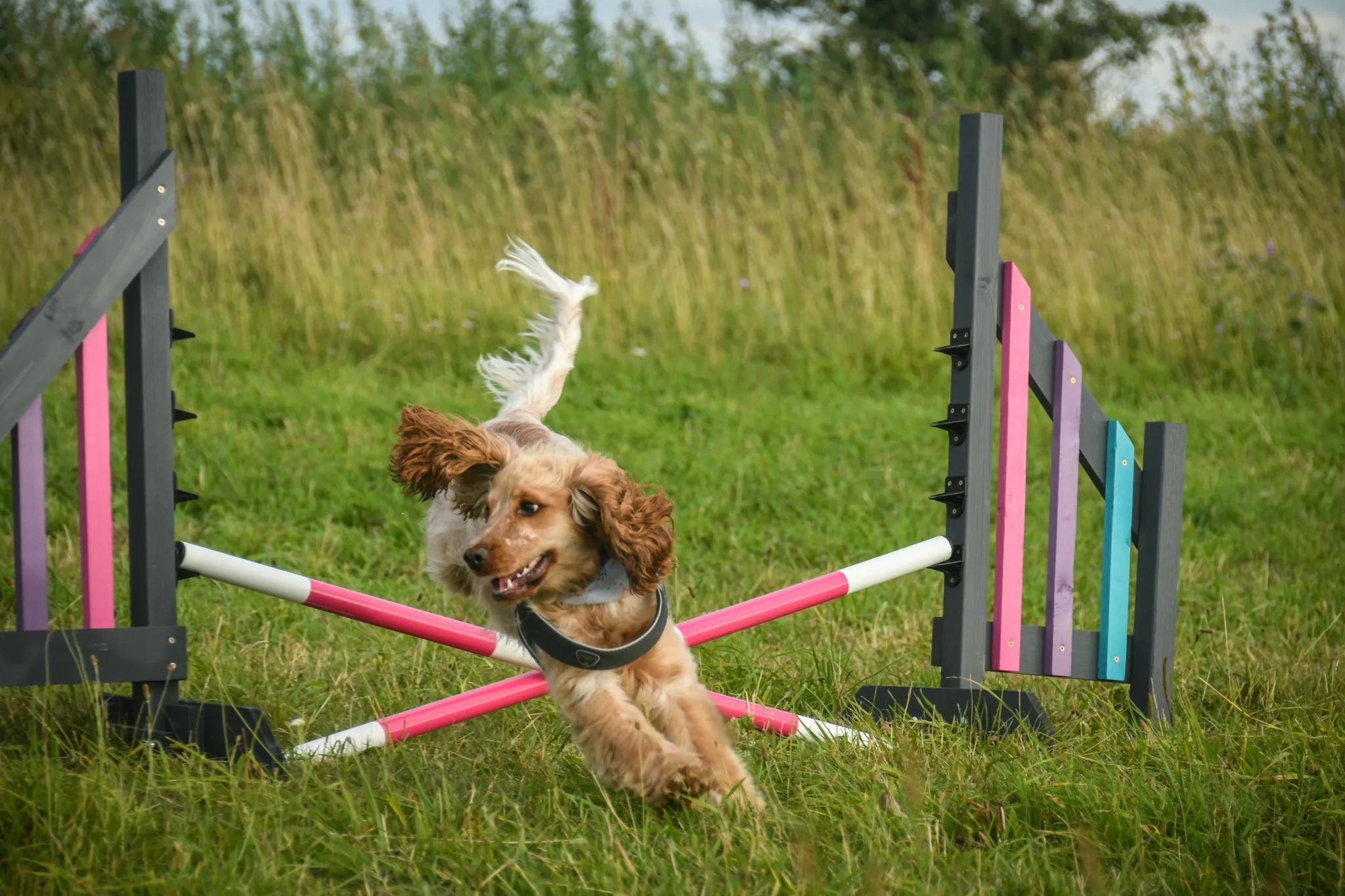 Dog Agility Foundations Course