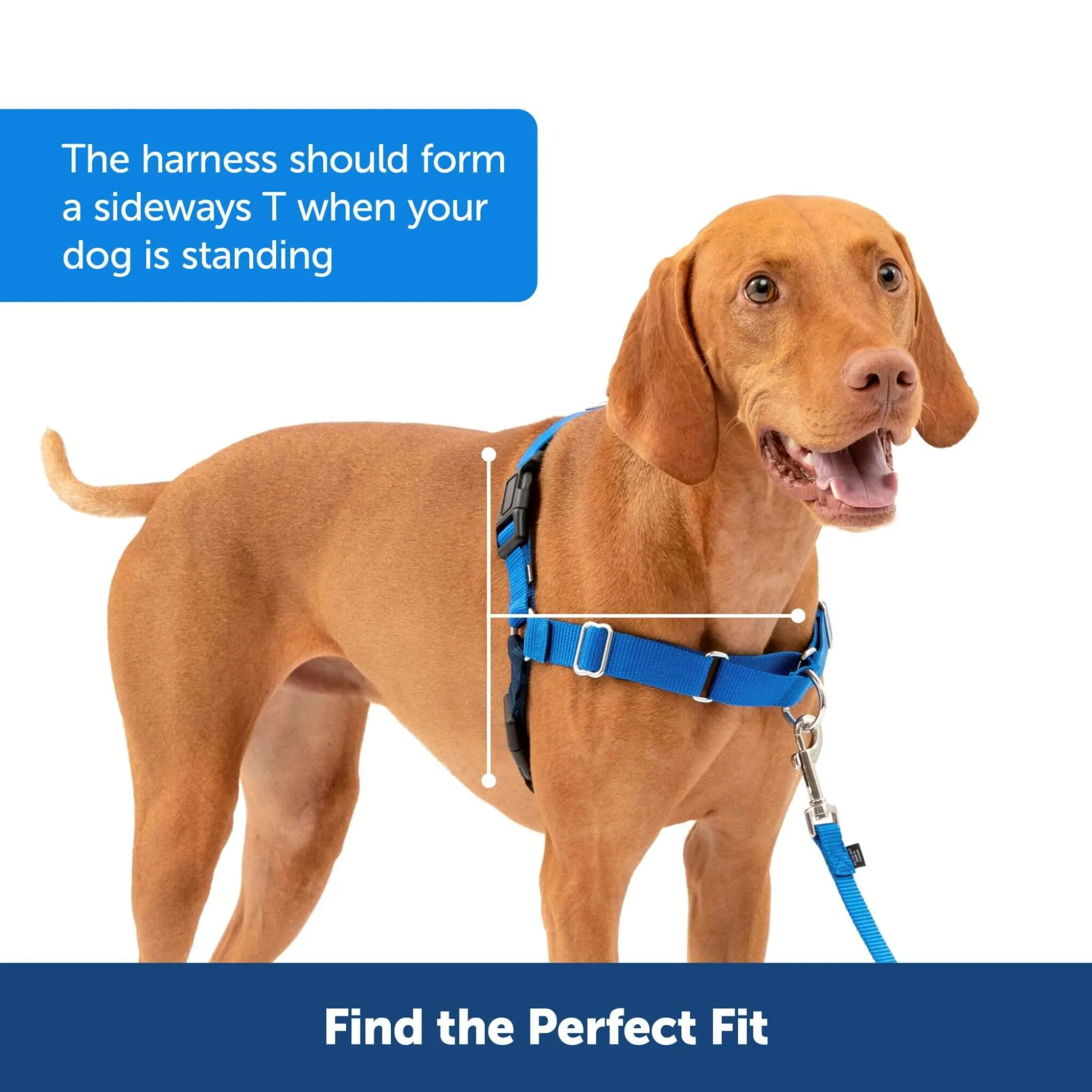 Easy Walk No-Pull Dog Harness