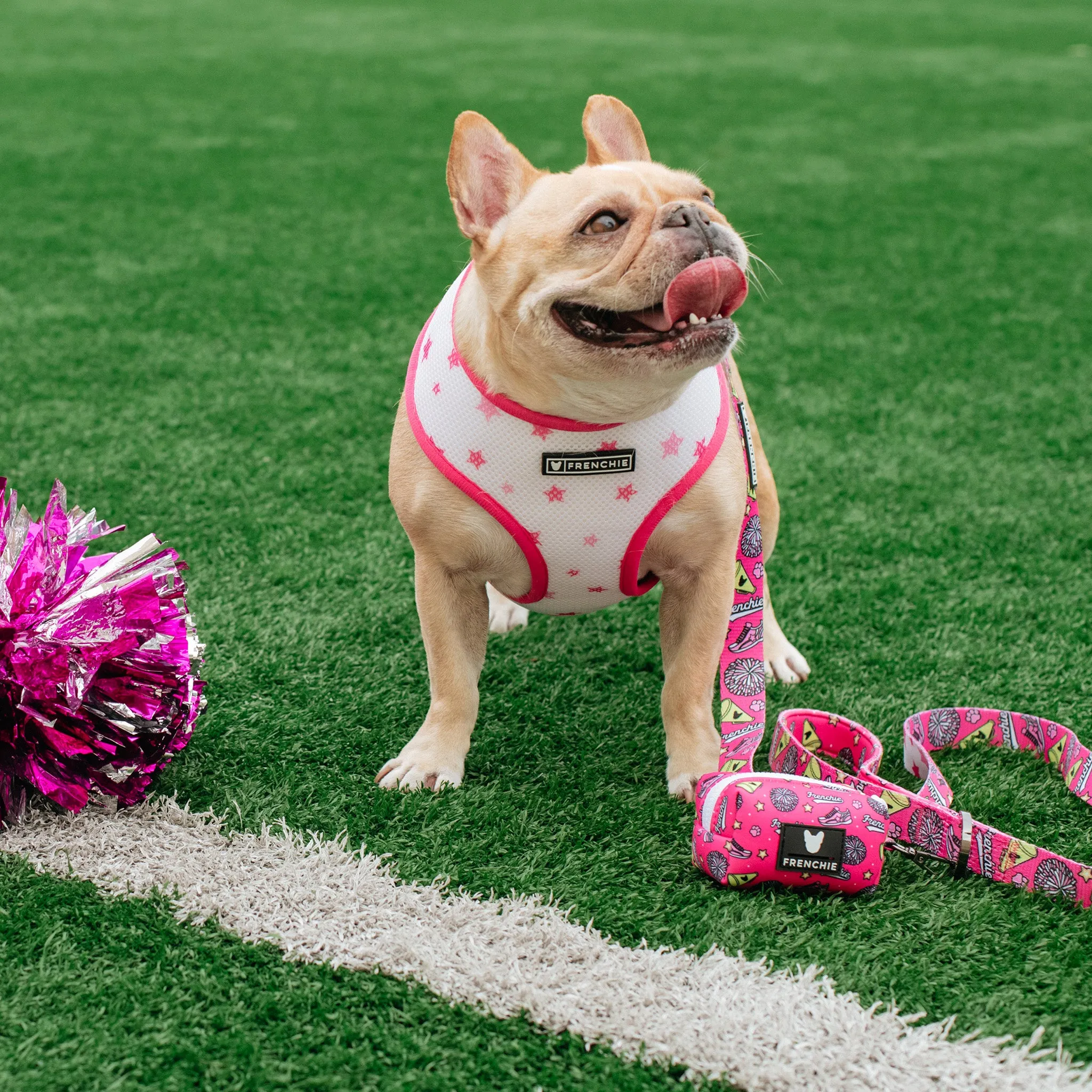 Frenchie Duo Reversible Harness - Spirit Paws