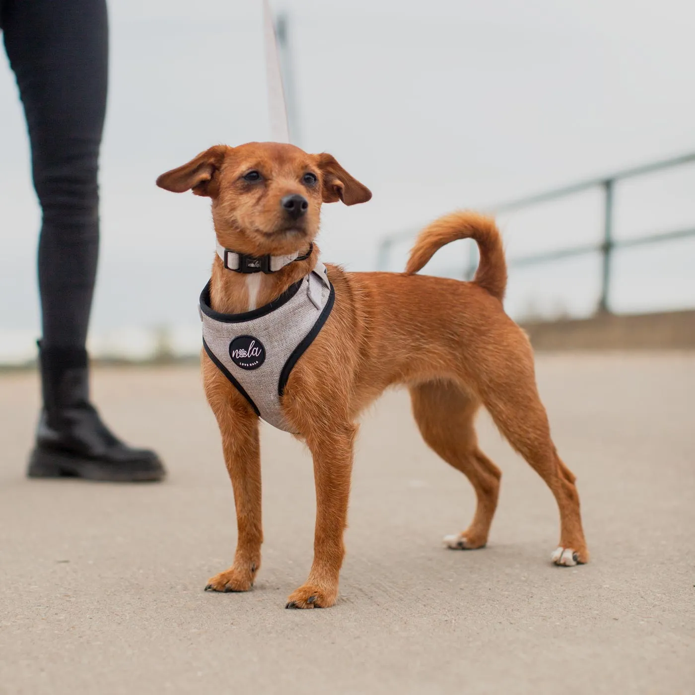 Love Nala Bonnie Harness